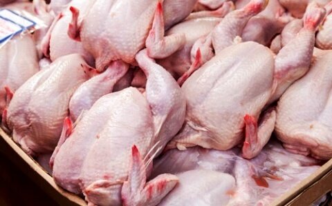 تولید جزیره‌ای مانعی برای صادرات گوشت مرغ به خارج