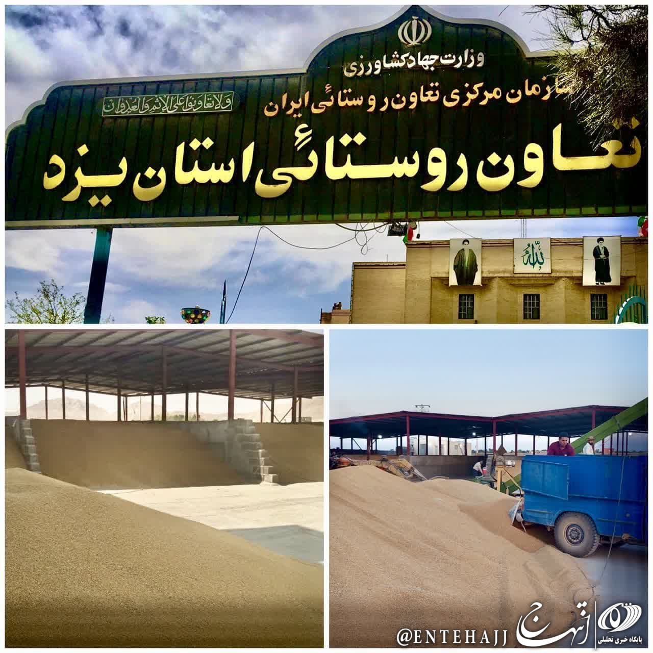 اعلام پایان خرید تضمینی گندم از کشاورزان یزدی در سال ۱۴۰۳ 