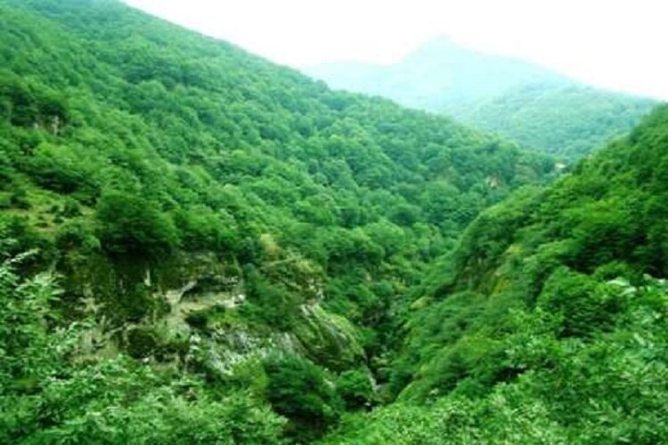 توسعه و غنیسازی ۲۰ هکتار از جنگلهای هیرکانی در خراسان شمالی