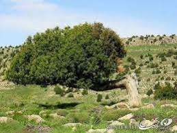 خسارت ۴۵ میلیارد ریالی متخلفان به محیط‌ زیست خراسان‌ شمالی