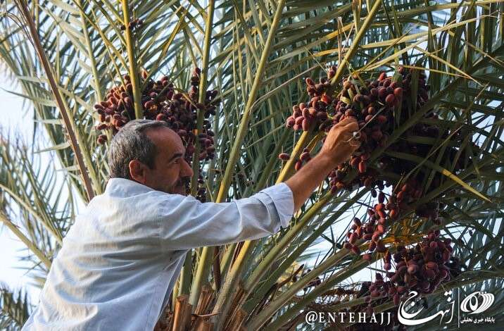 جشنواره خرمای بافق بهزودی در چهارمین سال برپایی/۱۹ تا ۲۱ شهریور میدان غدیر شهرستان بافق